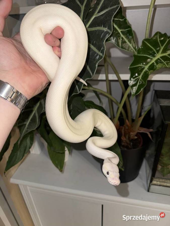 Pyton królewski Karma wielkopolskie Poznań