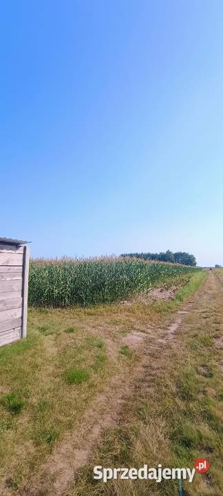 Kukurydza na kiszonkę Adamówka sprzedam