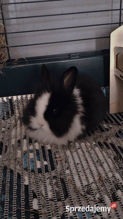 Króliczek samczyk karzełek Teddy