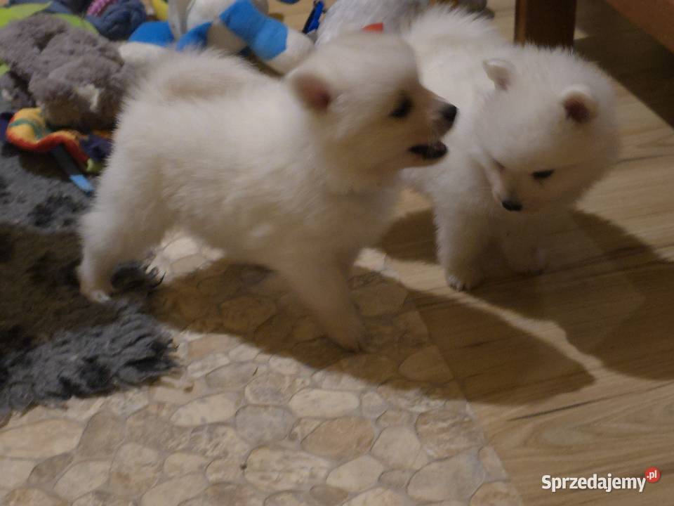 Szpic japoński zachodniopomorskie Maszewo