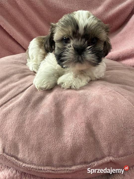 Shih Tzu suczka