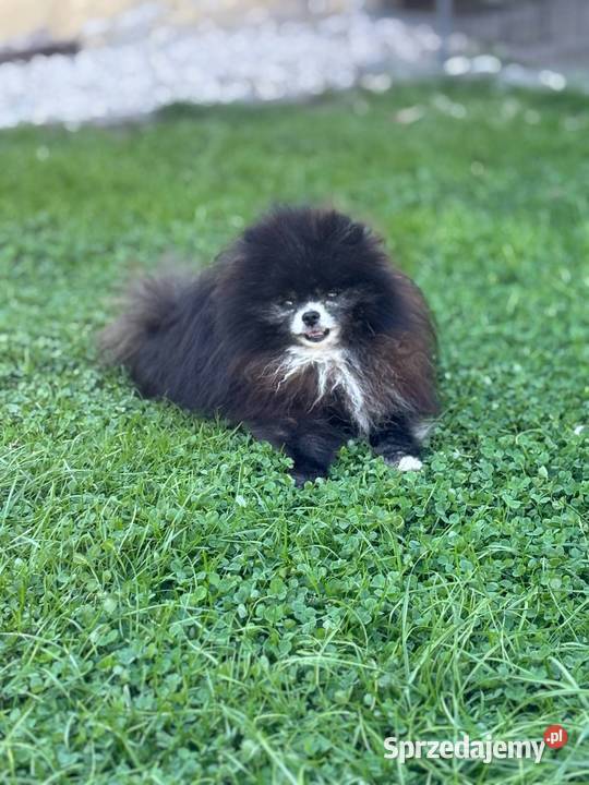 Szpic pomeranian Karl Poniszowice