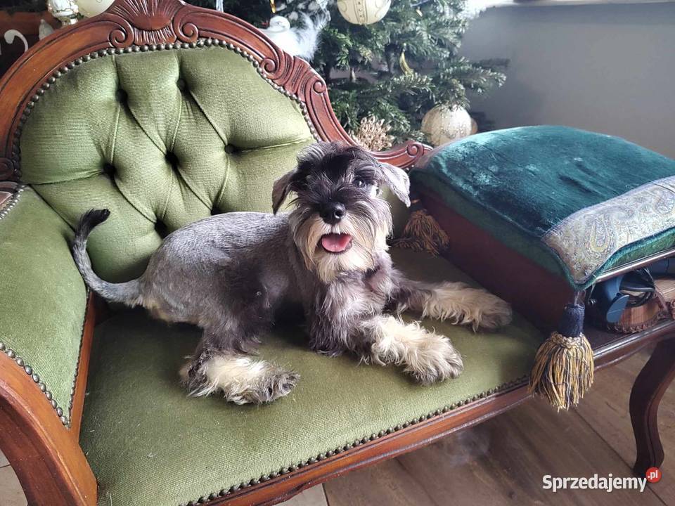Sznaucer Miniatura rodowodowe szczenięta Radomsko