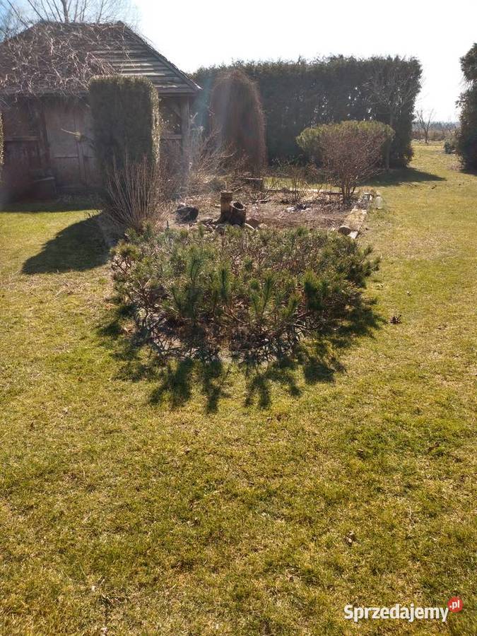 Kosodrzewina niskopienna sosna górska kosówka