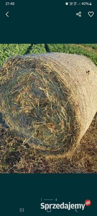 Siano Wiewiórka sprzedam