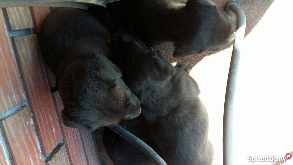 Oddam w ręce lablaorki Błaszki