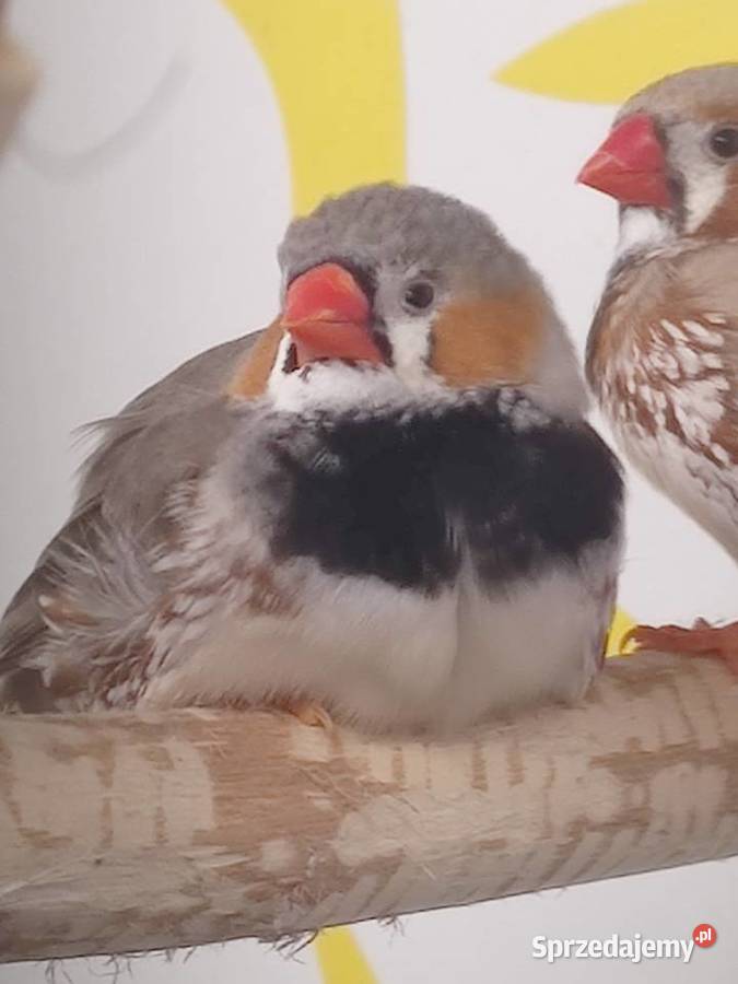 Zeberki amadyny zebrowate młodziutkie Tarnów