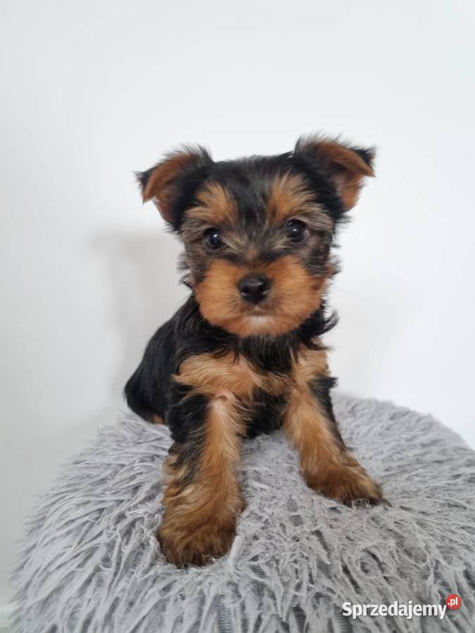 Szczeniaki York Sunia Klecie