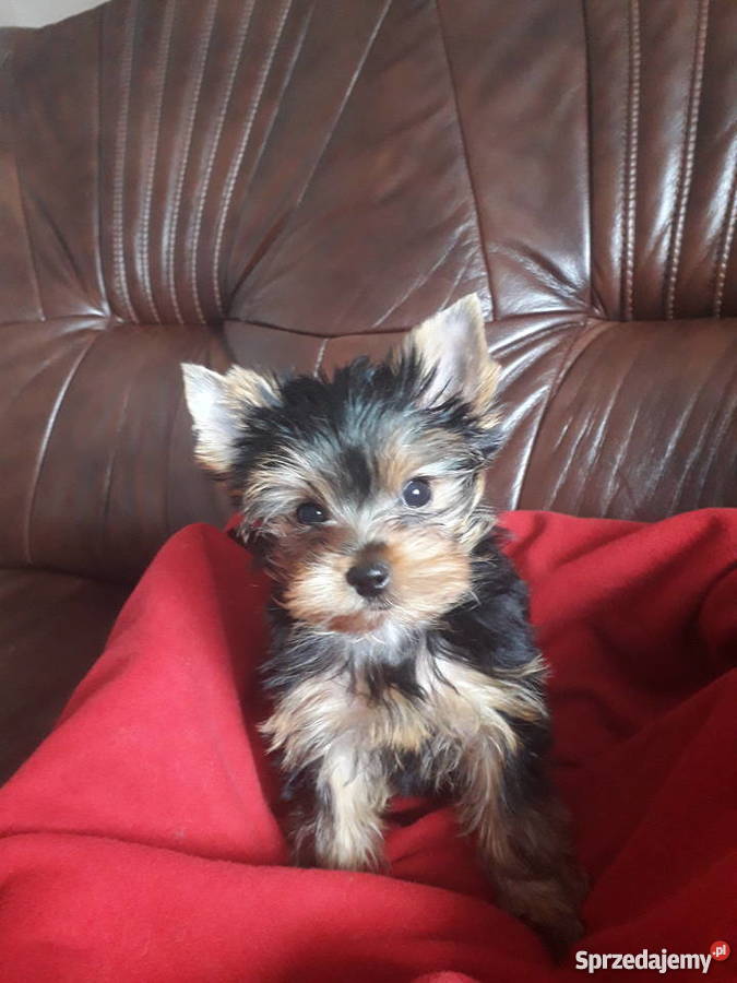 York z rodowodem FCI York Krosno