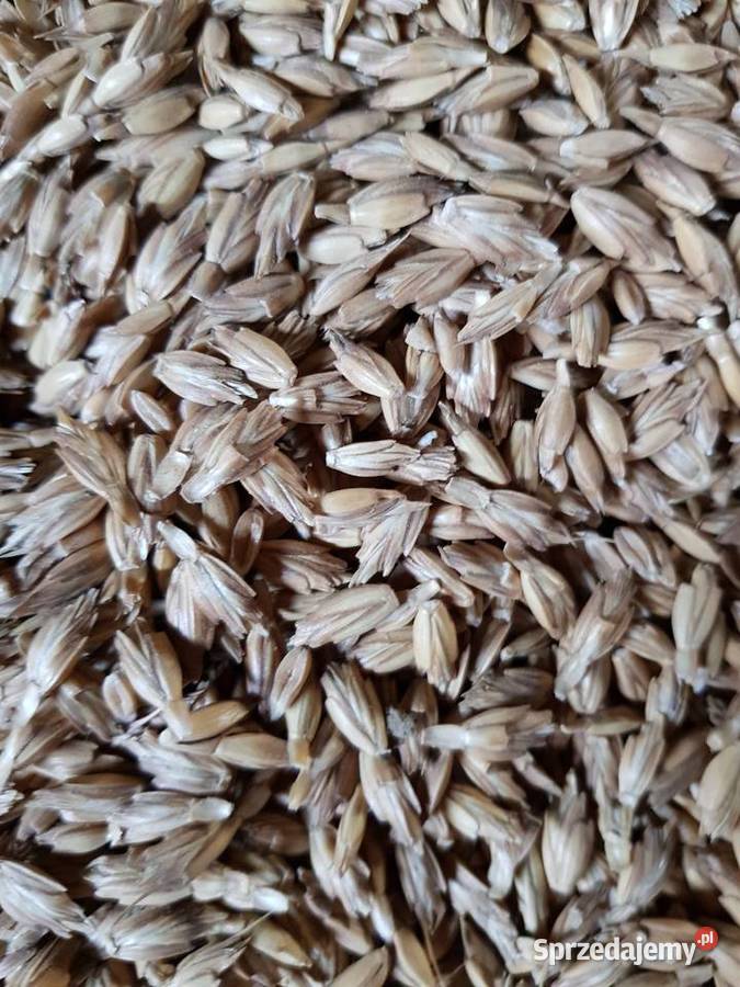 Pszenica Orkisz możliwość wysyłki