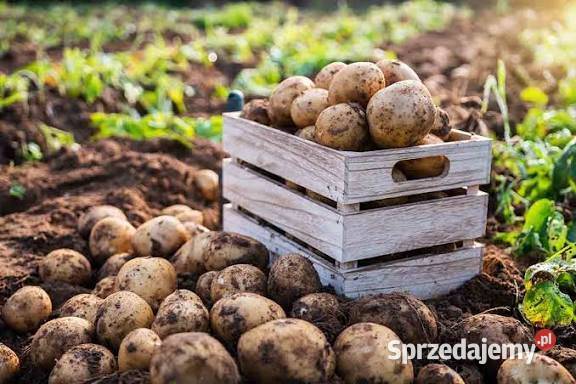 Ziemniaki soraia podkarpackie Ruda