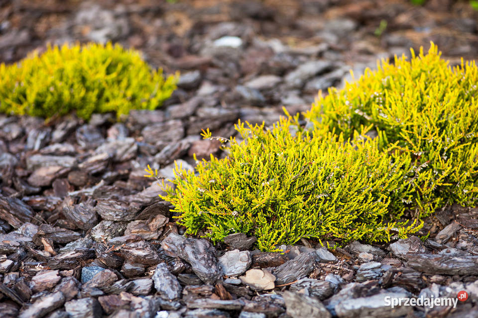 Agrotkanina tkanina MATA NA CHWASTY 32x10m AJJ