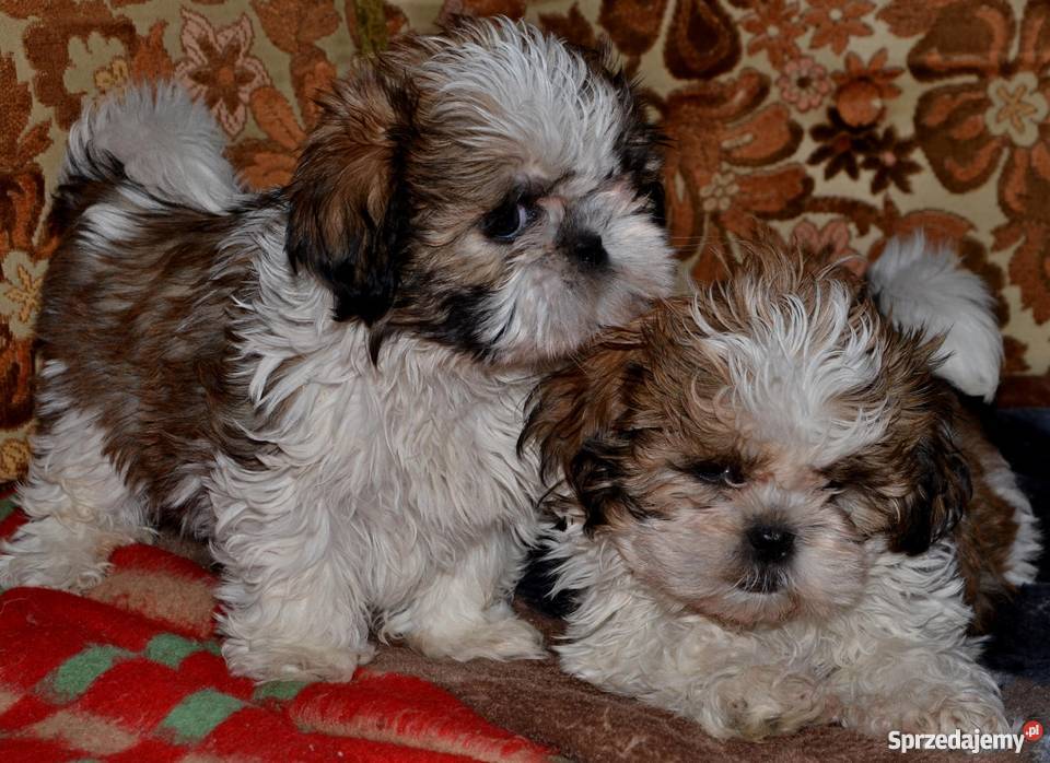 SHIH TZUpiękne szczeniaczki Kraków