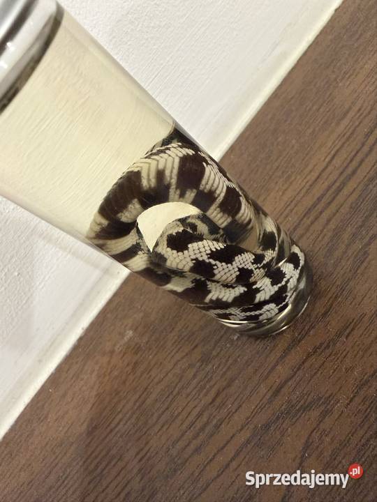 Wąż w butelce ozdoba