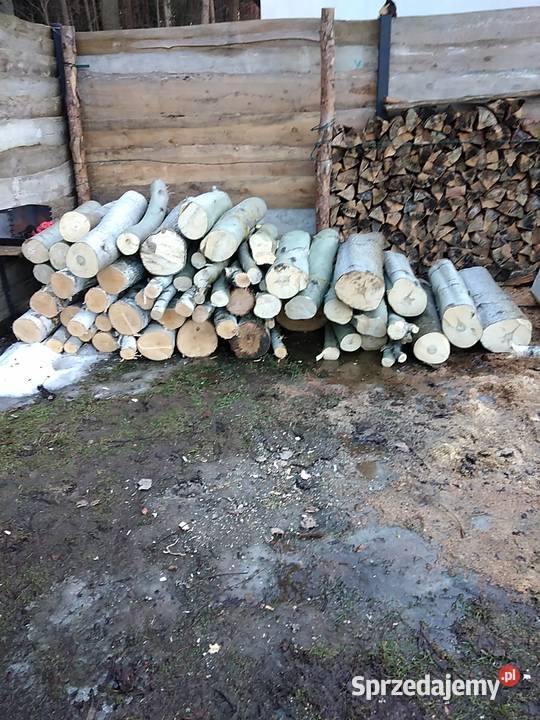 Sosna w metrach dziabane mogę przywiesc Janów Lubelski