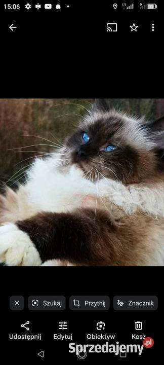 Piękne kocięta Ragdoll z rodowodem i wyprawką Łódź