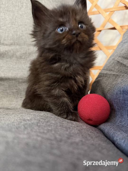 Maine coon kocięta Starogard Gdański