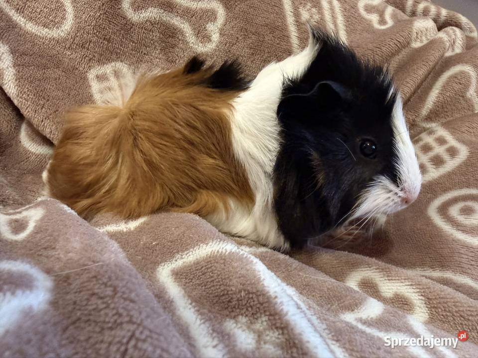 świnka morska cavia domowa SAMIEC Koszyce Wielkie