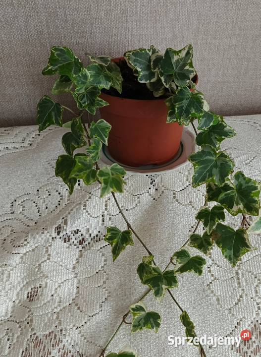 Roślina doniczkowa bluszcz Łódź