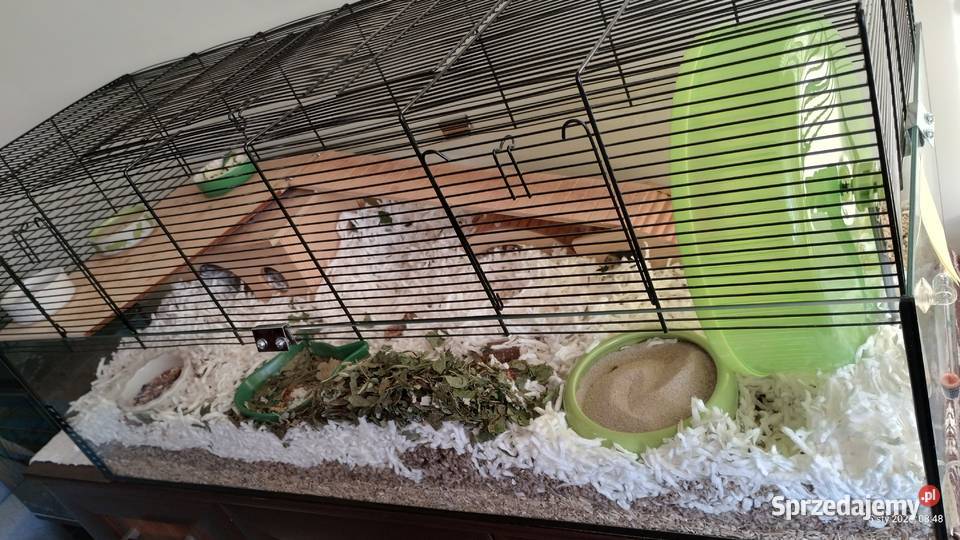 klatka chomika Katowice sprzedam