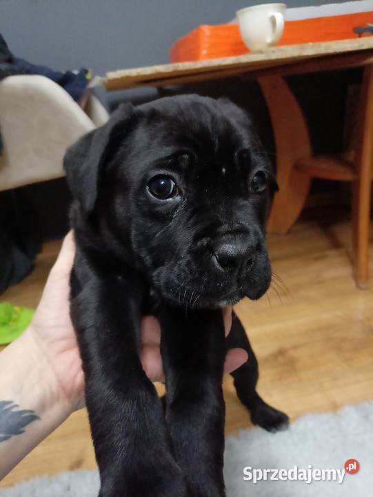 Pieski cane corso mazowieckie Radom