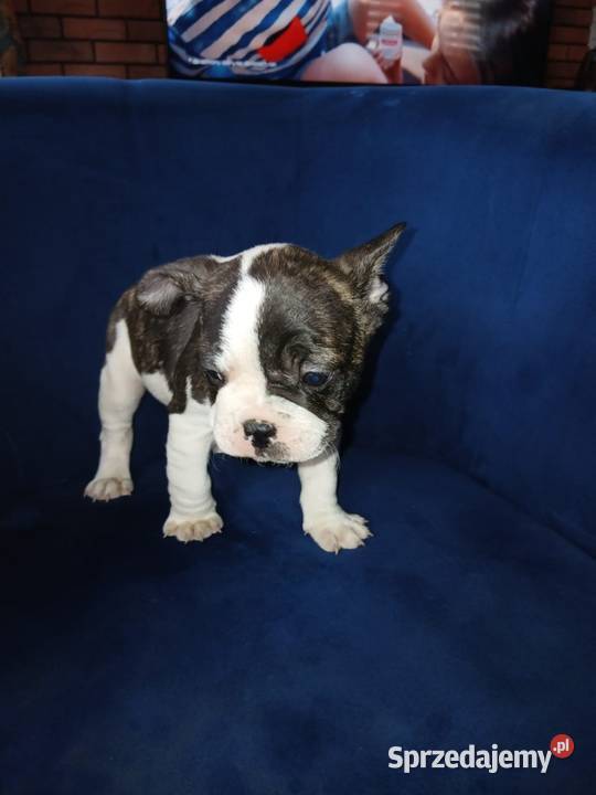 Buldog francuski piesek sprzedam