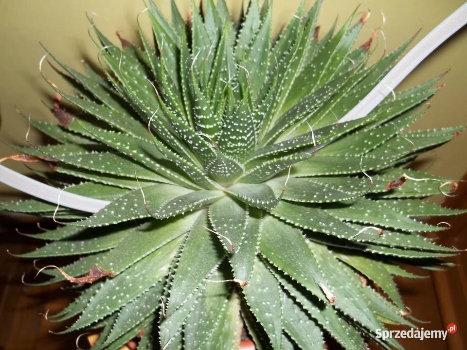 Kwiaty Aloes ościstyAloes leczniczy Łódź