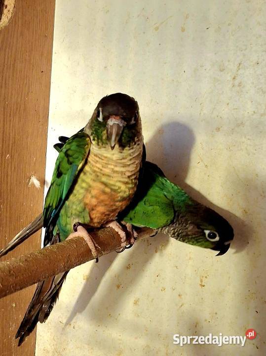 Para legowa papug śląskie Rybnik sprzedam