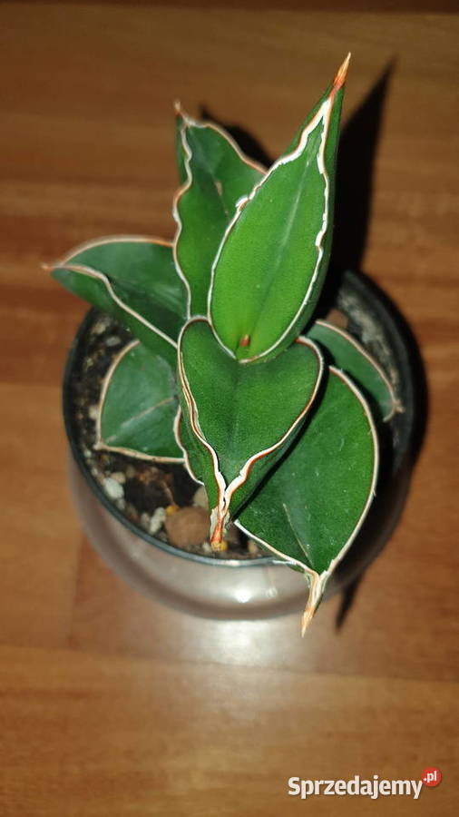 Sansewieria samuraj najprawdopodobniej Warszawa