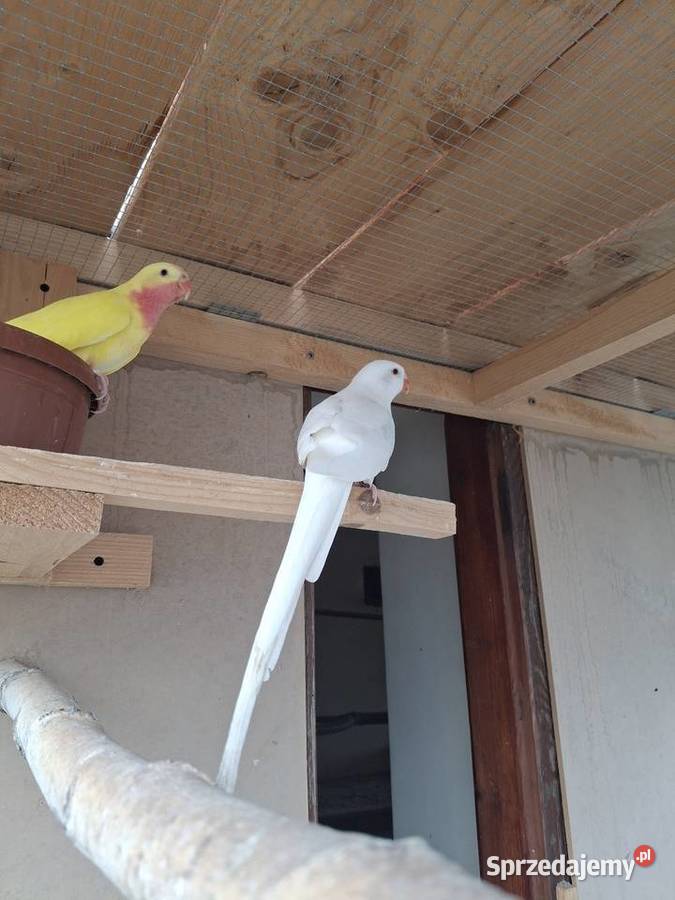 Księżniczki Walii Brzesko