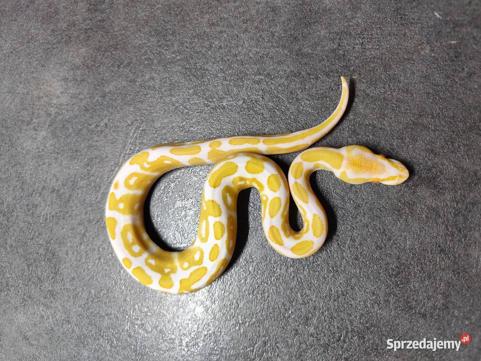 Pytony Królewskie Albino mazowieckie Pruszków sprzedam