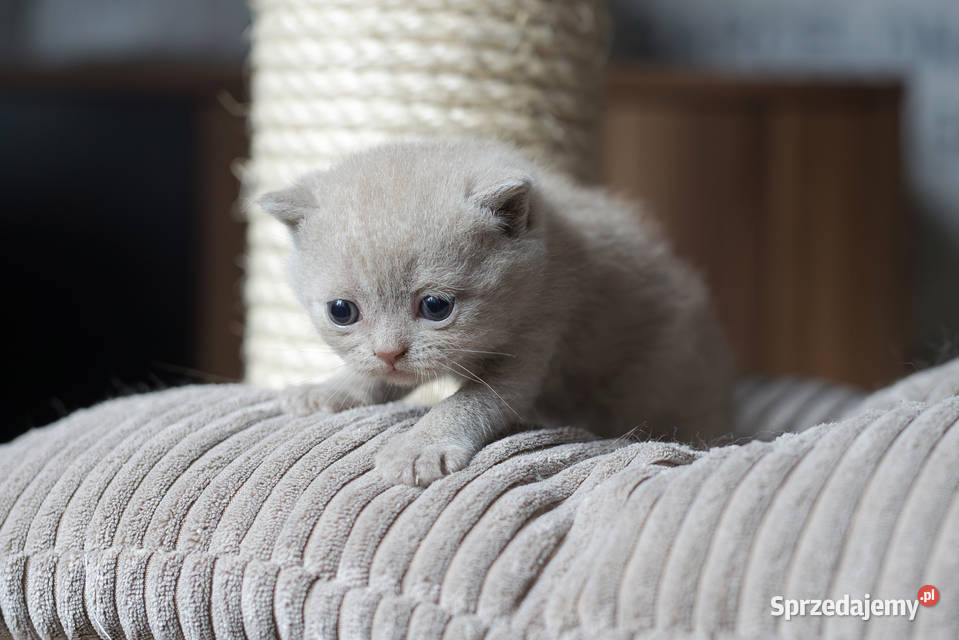 Brytyjski Krótkowłosy Krótkowłosa Płowa Tęczowy Kaźmierz
