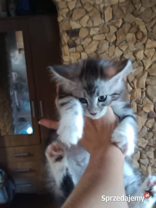 Przepiękne kocięta Maine coon do rezerwacji Ostrowiec Świętokrzyski
