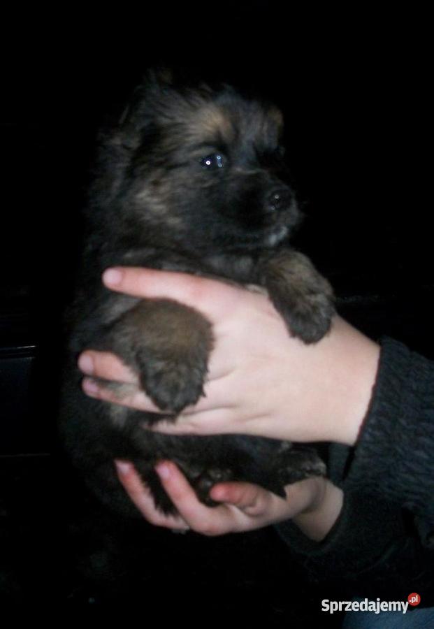 Szczenięta wyrosną na kudłate psy Białystok