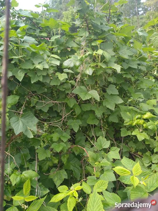 Ogródek działkowy Chorzów