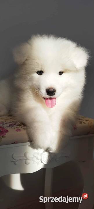 Samoyed szczeniaki kujawsko-pomorskie