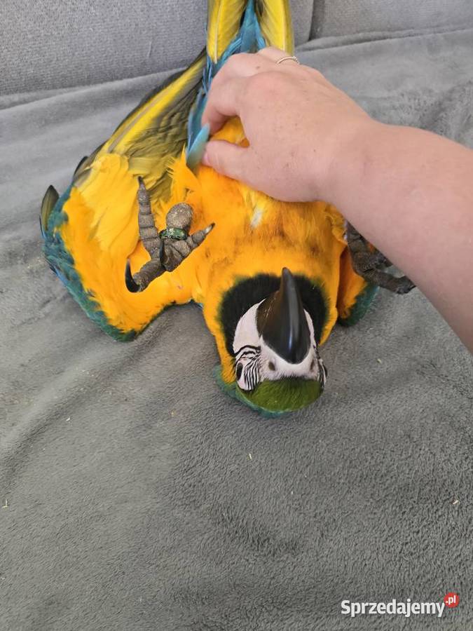 Ara ararauna Gryfino