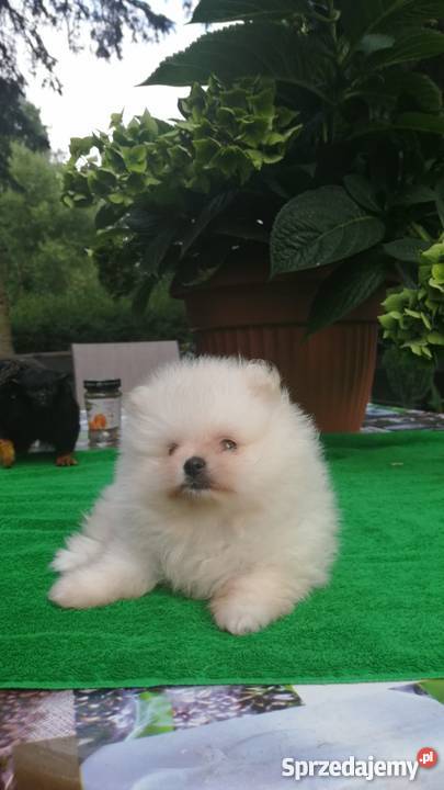 Szpic miniaturowy pomeranianbiałe kuleczki Łódź