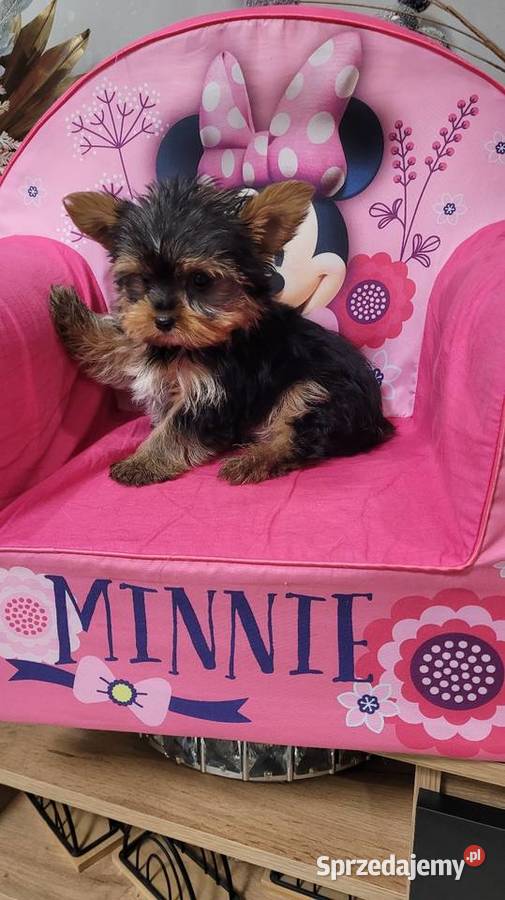 Yorkshire terrier maleńki piesek z wyprawką