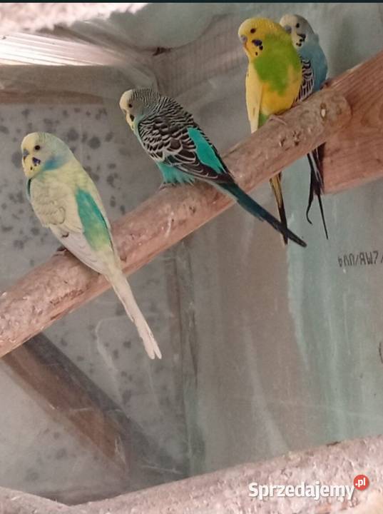 Papugi faliste 4 samce