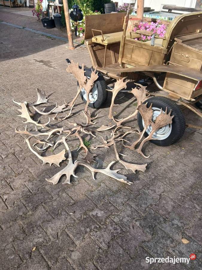 Daniele rogi Kalisz Pomorski