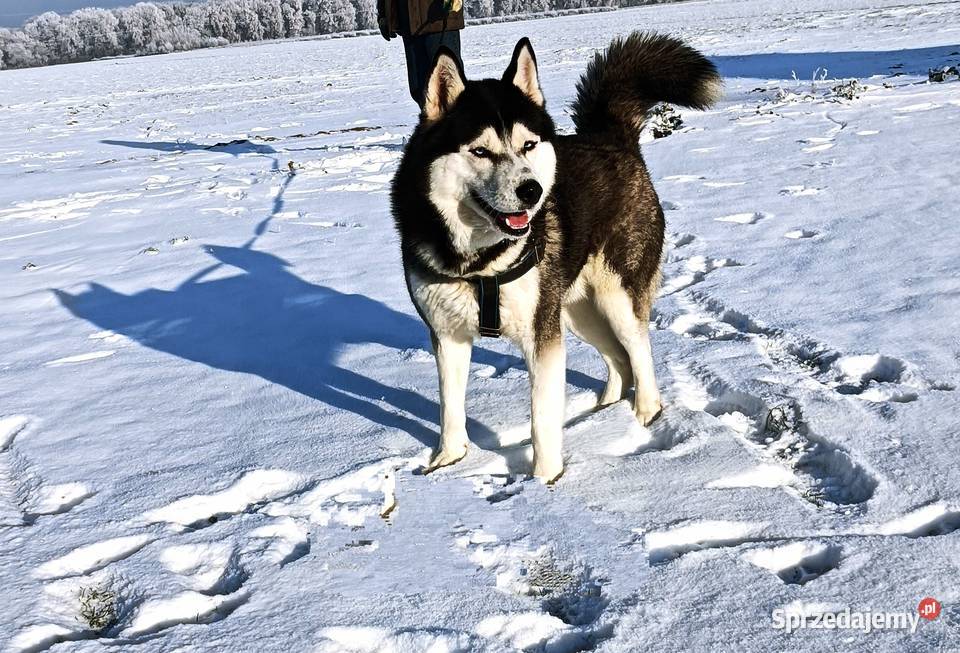 Szczeniaczki Siberian husky z elitarnym Krośniewice sprzedam