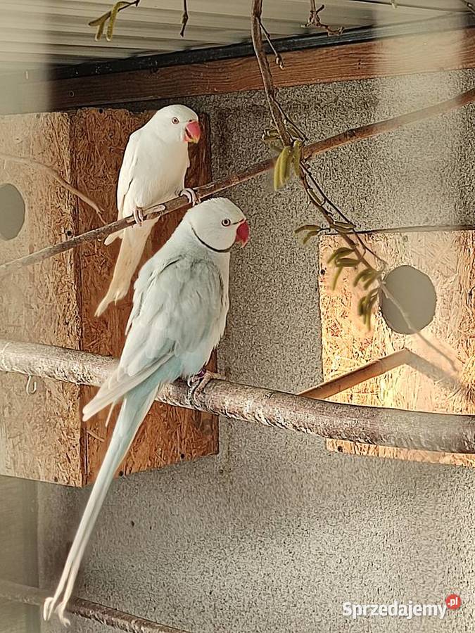 Sprzedam parę aleksandretty obrożnej lacewing i Widawa