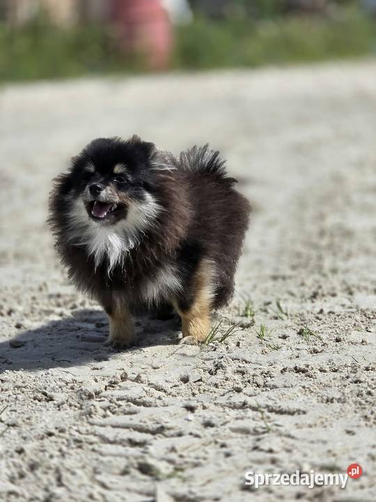 Szpic miniaturowy pomeranian malutki wielkopolskie