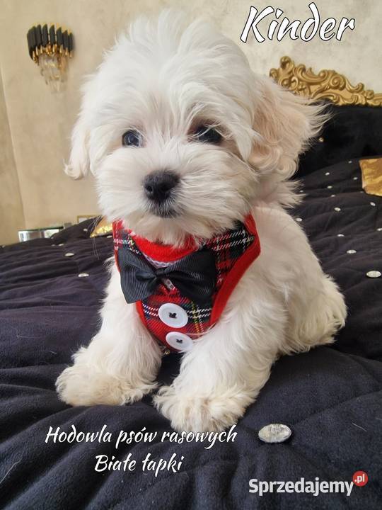 Maltańczyk piesek Częstochowa