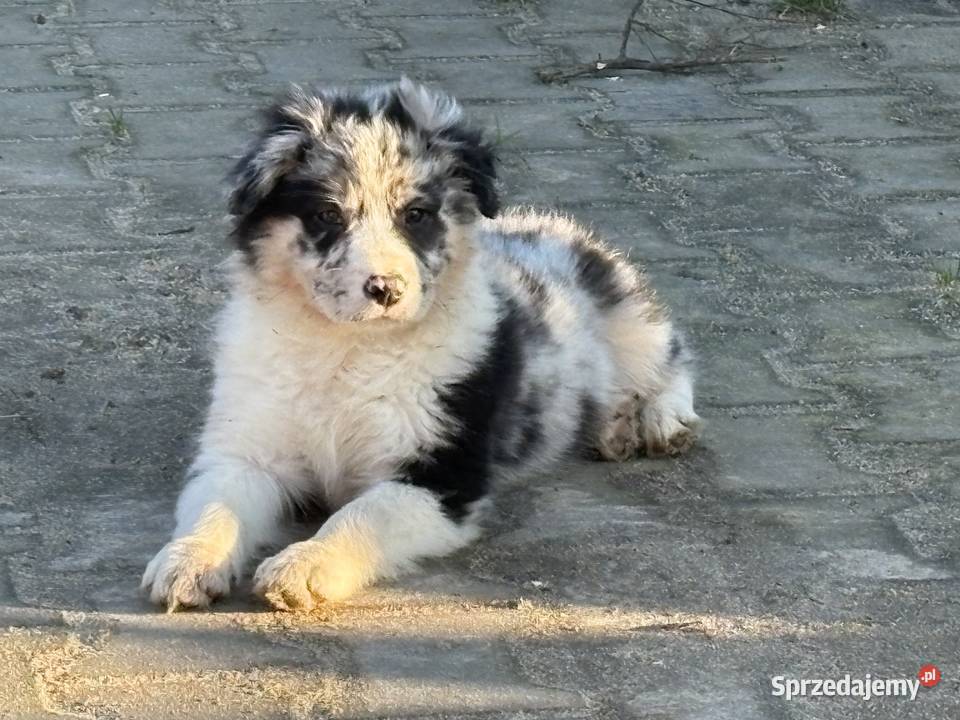 Border collie szczeniaki