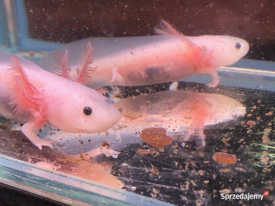 Aksolotl Ambysoma Mexicanum Salamandra
