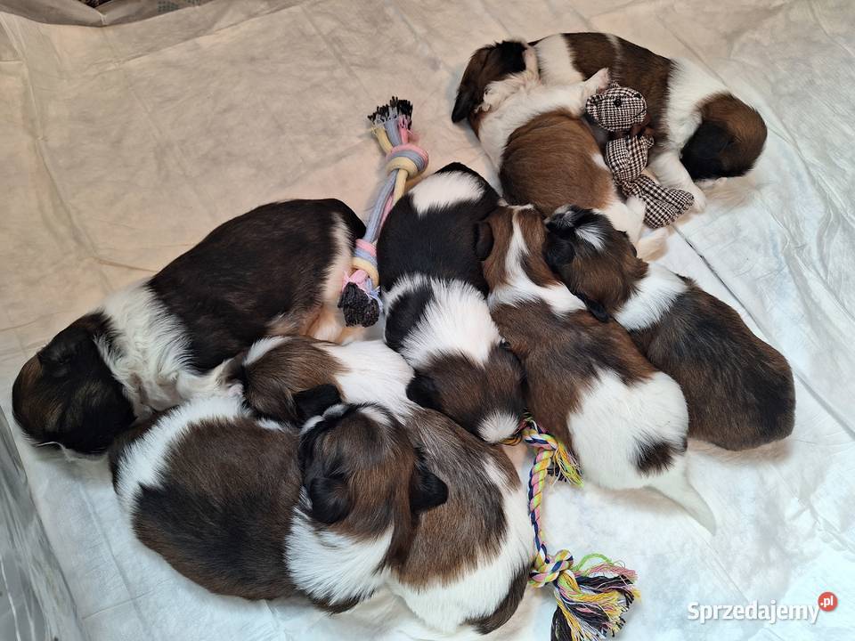 Przepiękne szczenięta Shih Tzu Brzeziny