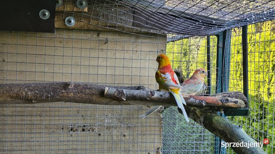 Papugi świergoty pary Wagowo