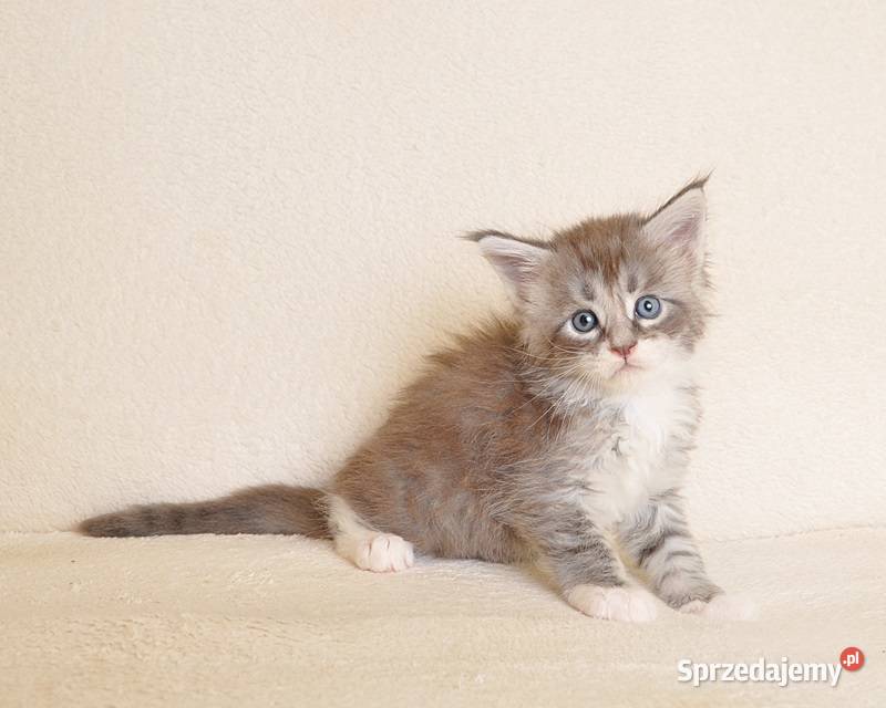 Przepiękny kocurek Maine Coon z Rodowodem PZFWCF podlaskie Białystok